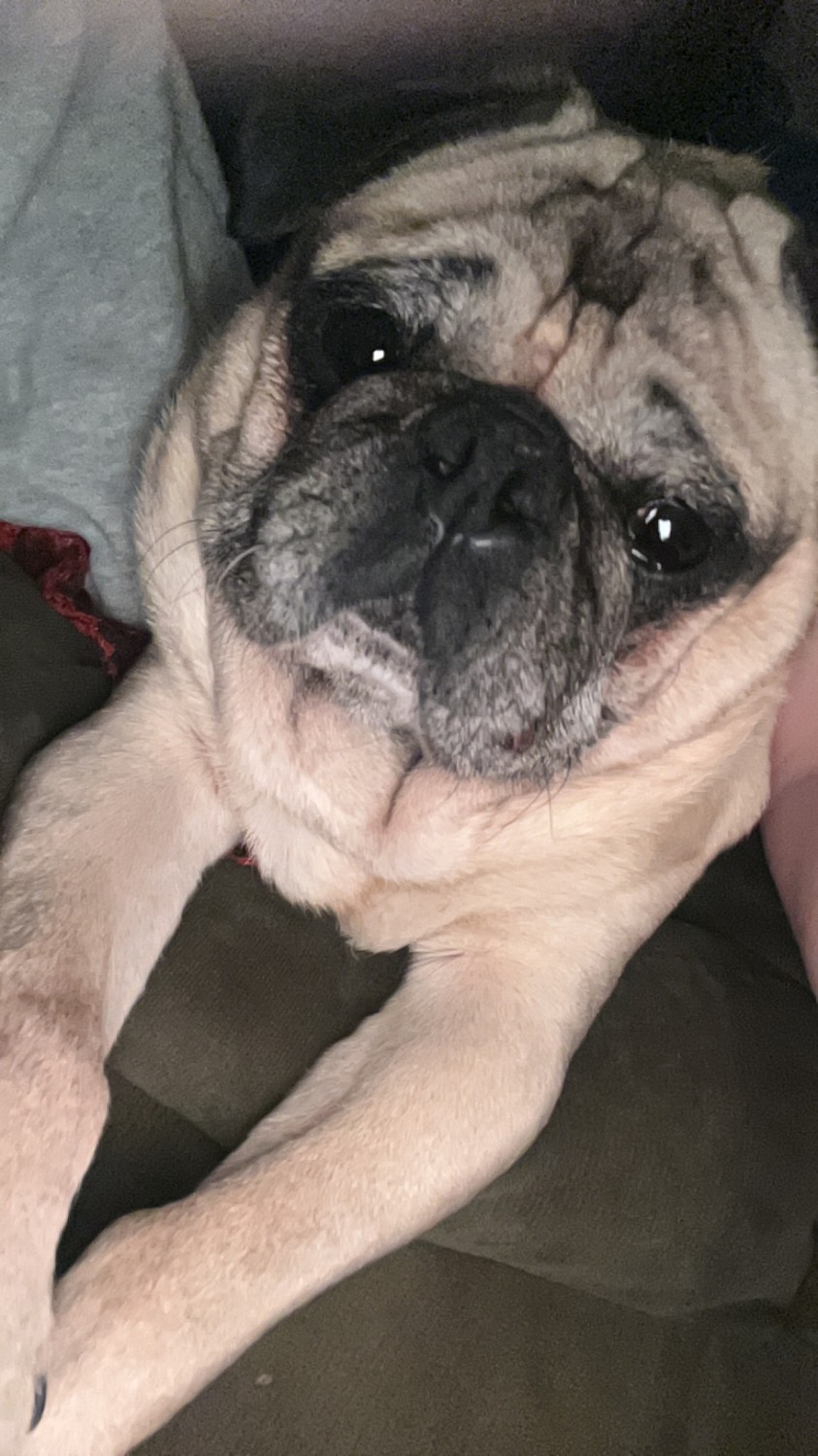 Pug